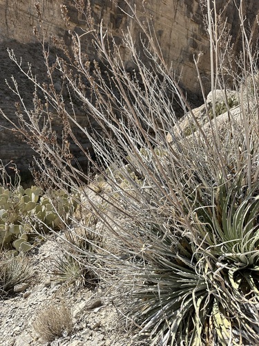 Image of Hechtia texensis by (c) Cyrus Harp, some rights reserved (CC BY-SA)