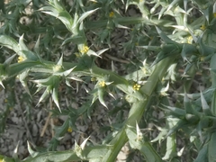 Cornulaca aucheri