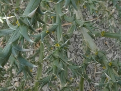 Cornulaca aucheri