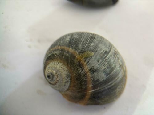 Natica unifasciata, 2025-02-27