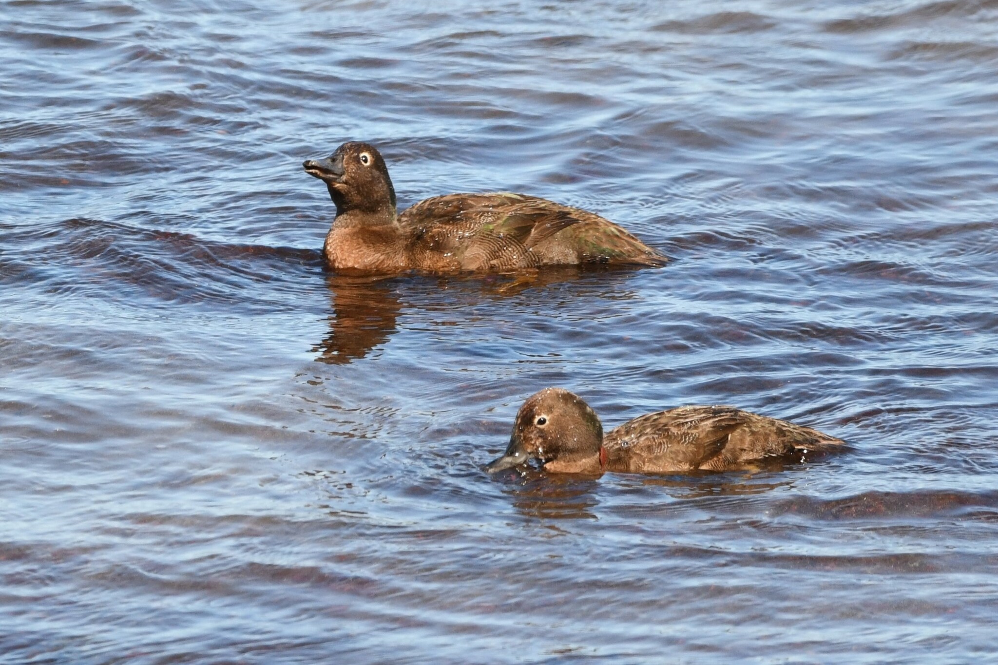 Auckland Teal (Anas aucklandica), photo 4