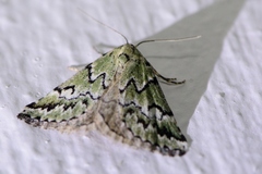 Tegiapa virescens