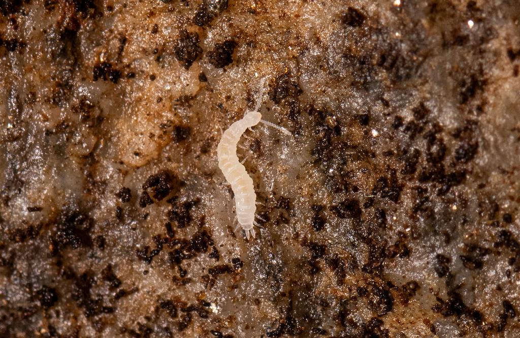 Scolopendrellopsis