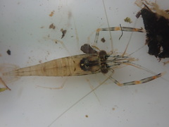 Macrobrachium laevis