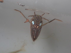 Enithares biimpressa