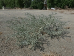 Cornulaca aucheri