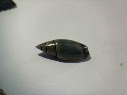 Olivella volutella, 2025-02-27