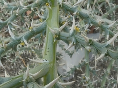 Cornulaca aucheri