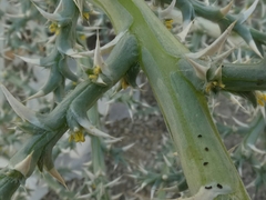 Cornulaca aucheri