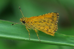 Ampittia dioscorides camertes