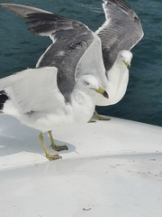 Larus crassirostris