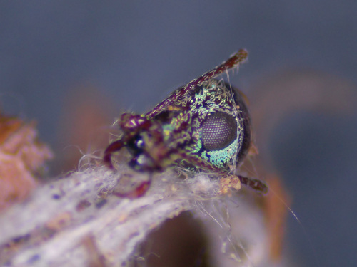 Asian Oak Weevil photo 6