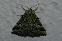 Tegiapa virescens