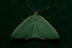 Chlorocoma didita