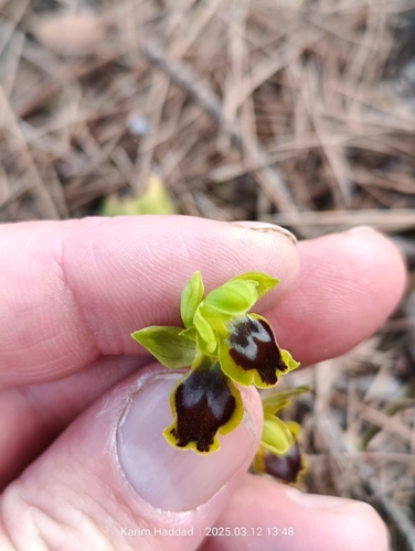 Image of Ophrys murbeckii by (c) Karim Haddad, some rights reserved (CC BY)