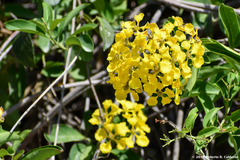 Callaeum macropterum