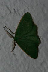Chlorocoma didita