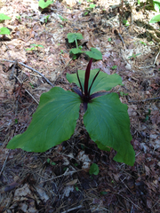 Trillium angustipetalum