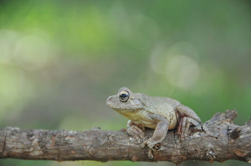 Emerald-eyed Treefrog, Boana crepitans