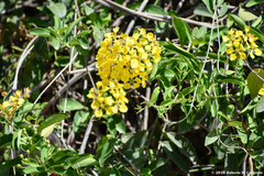 Callaeum macropterum