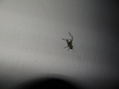 Eupholidoptera megastyla