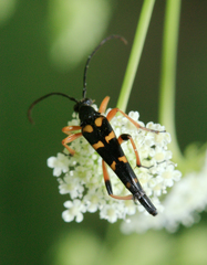 Strangalia attenuata