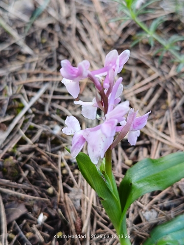 Image of Orchis laeta by (c) Karim Haddad, some rights reserved (CC BY)