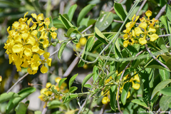 Callaeum macropterum