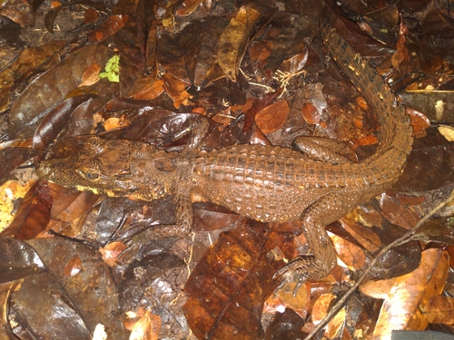Dwarf Crocodile