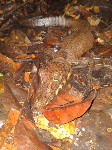 Dwarf Crocodile