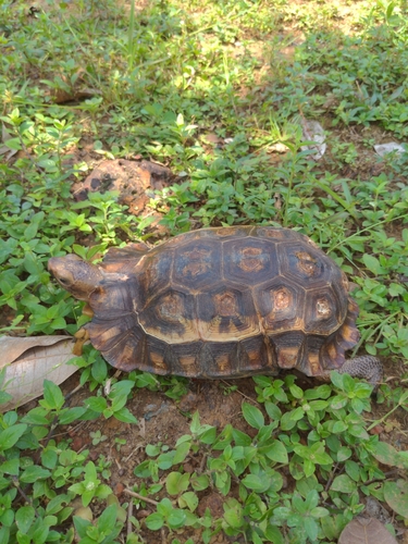 Eroded Hingeback Tortoise