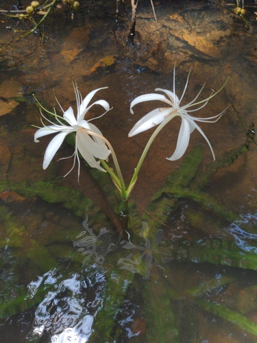 Crinum natans