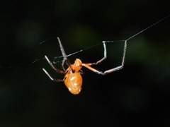 Argyrodes miltosus