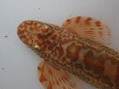 Liniparhomaloptera disparis