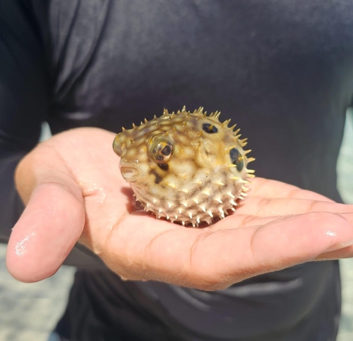 Brown burrfish (Chilomycterus spinosus) — Diodontidae — 2