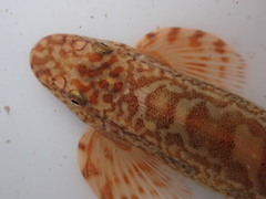 Liniparhomaloptera disparis