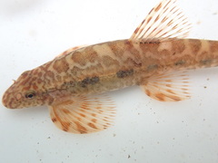 Liniparhomaloptera disparis