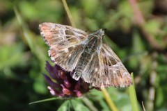 Muschampia floccifera
