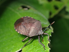 Coridius