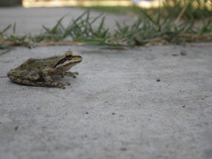 Pseudacris sierra