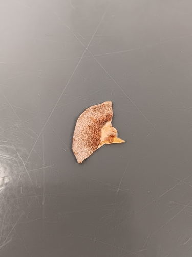 Hebeloma excedens (Photo 2 of 3)