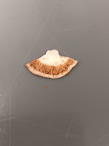 Hebeloma excedens (Photo 3 of 3)