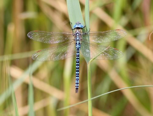 Southern Migrant Hawker