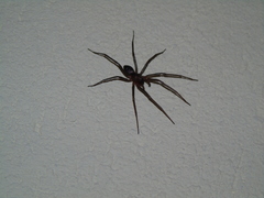 Sagana rutilans