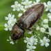 Chequered Click Beetle - Photo (c) Татьяна Дензанова, some rights reserved (CC BY-NC), uploaded by Татьяна Дензанова