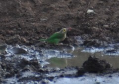 Psilopogon zeylanicus