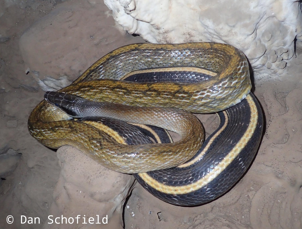 Serpent ratier à queue rayée (Couleuvre beauté) (Orthriophis taeniurus)