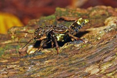Ontholestes cingulatus
