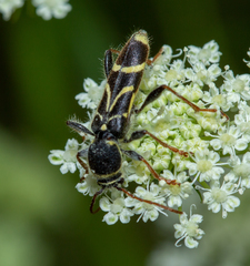 Cyrtoclytus capra