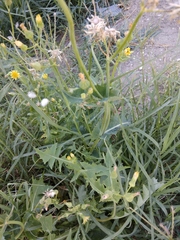 Sonchus oleraceus